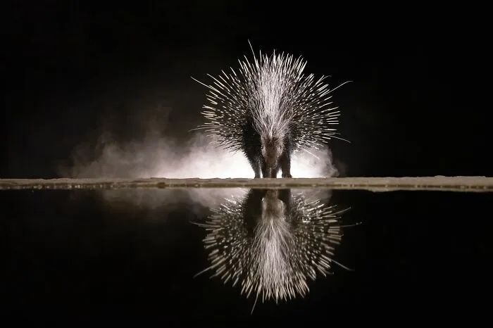50 Breathtaking Animal Photos By Marcello Galleano