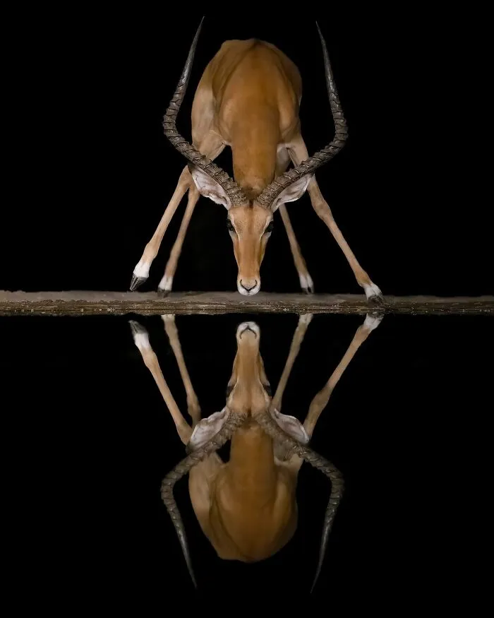 50 Breathtaking Animal Photos By Marcello Galleano