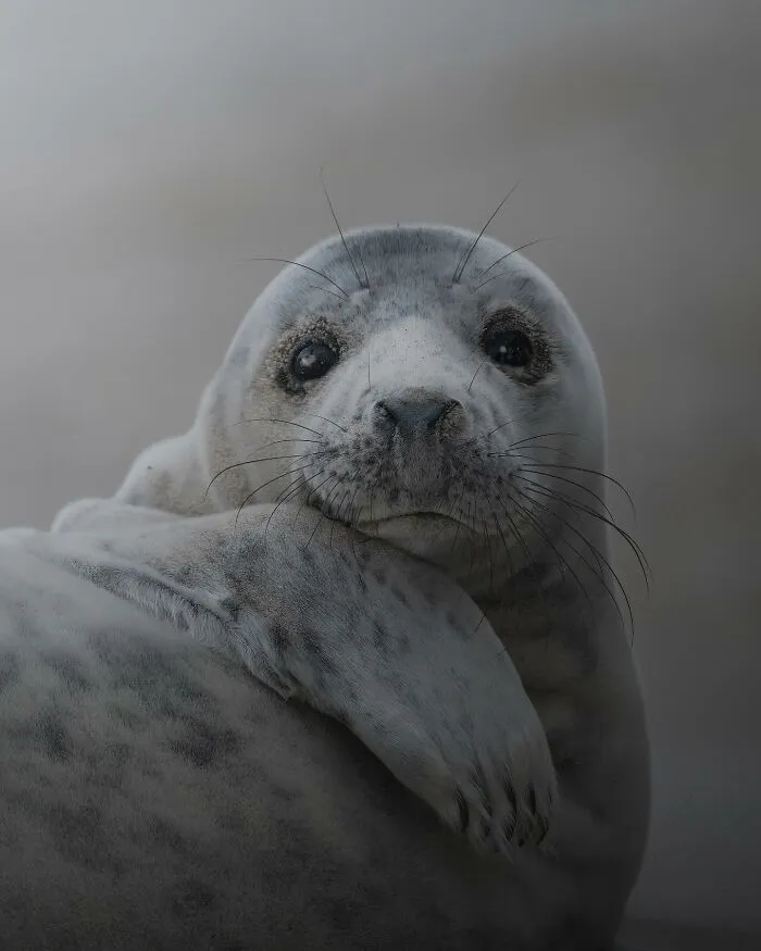50 Breathtaking Animal Photos By Marcello Galleano