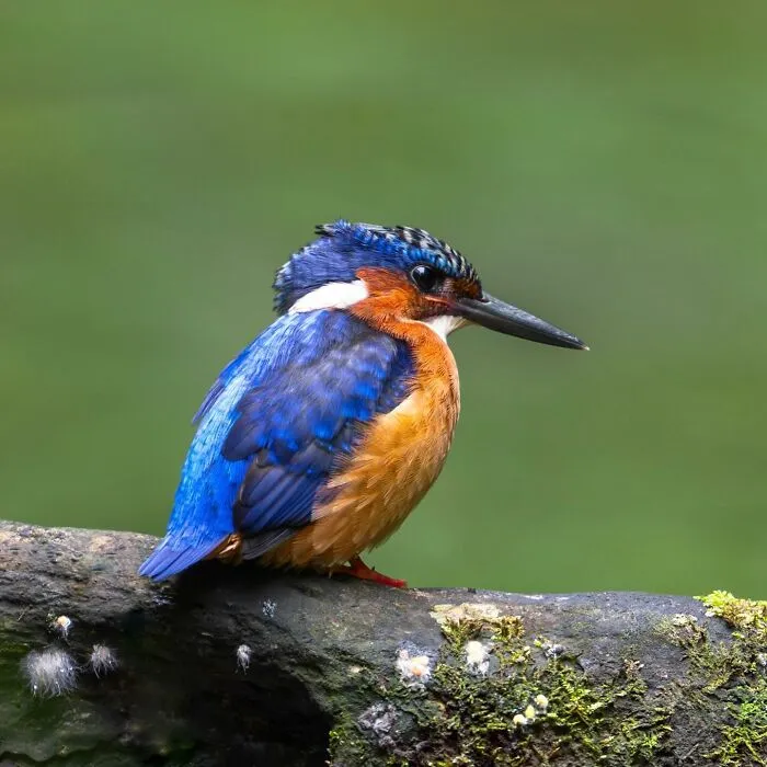 Colorful kingfisher perched on a mossy branch in a natural setting, showcasing stunning wildlife photography.