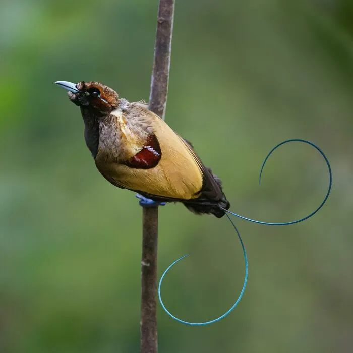 Bird with long tail feathers perched on a branch, captured in a stunning wildlife photograph by traveling photographer.