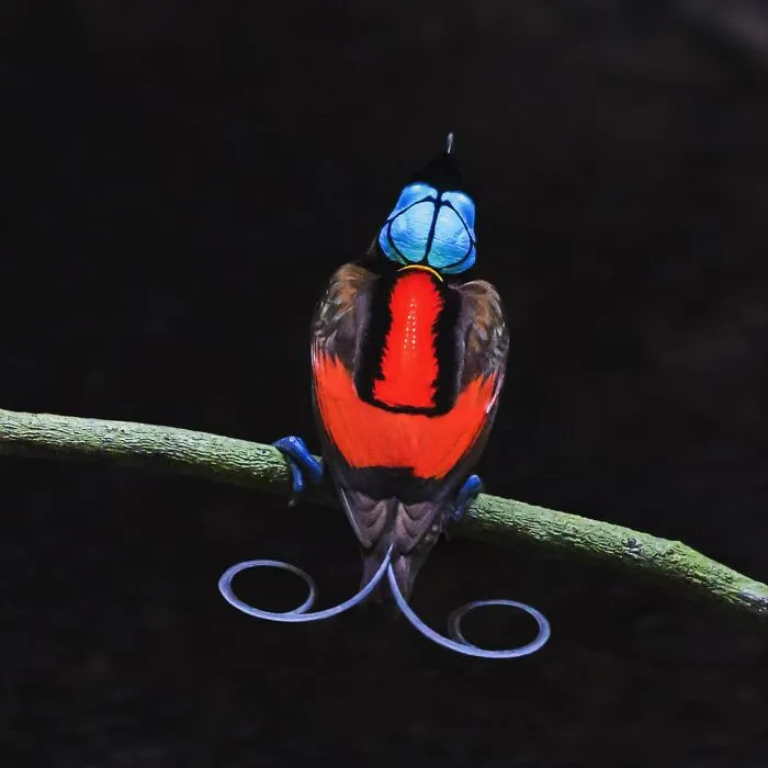 50 Breathtaking Animal Photos By Marcello Galleano
