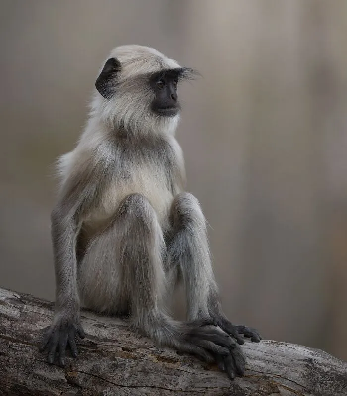 50 Breathtaking Animal Photos By Marcello Galleano