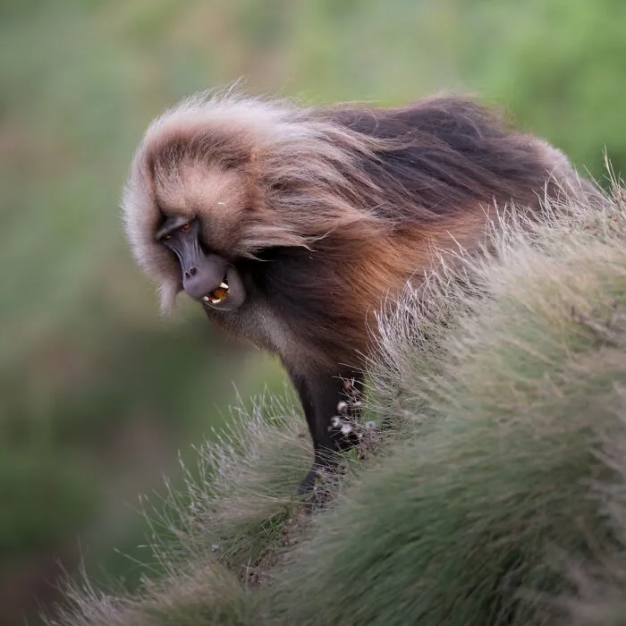 50 Breathtaking Animal Photos By Marcello Galleano