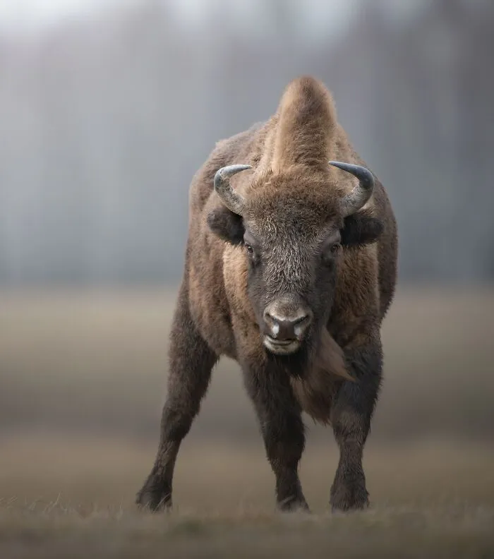 Wildlife close-up of a bison standing in a blurred natural landscape, showcasing stunning wildlife photography.
