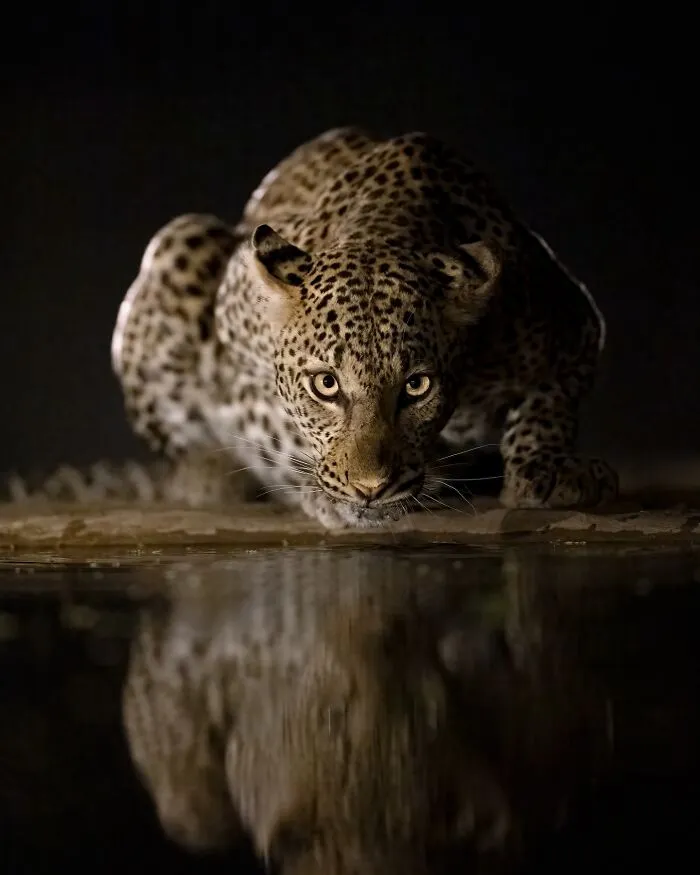 50 Breathtaking Animal Photos By Marcello Galleano