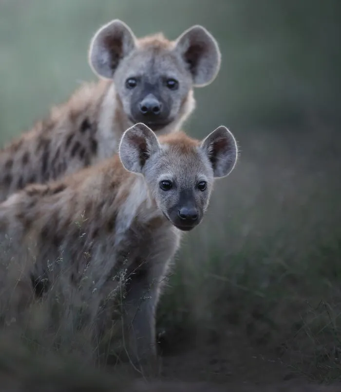 Two spotted hyenas in grass captured in stunning wildlife photography showcasing animals in their natural habitat.