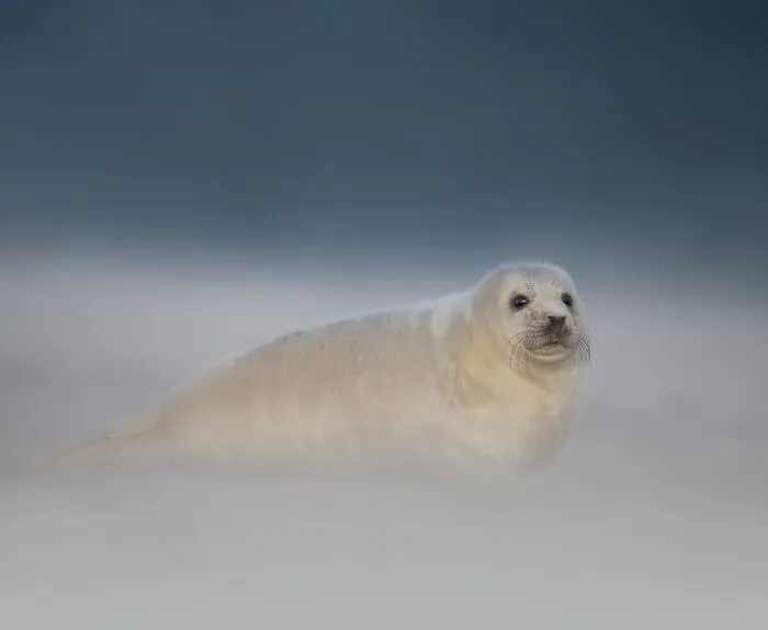 Seal resting on misty shore, captured in a stunning wildlife photograph showcasing nature's beauty and detail.