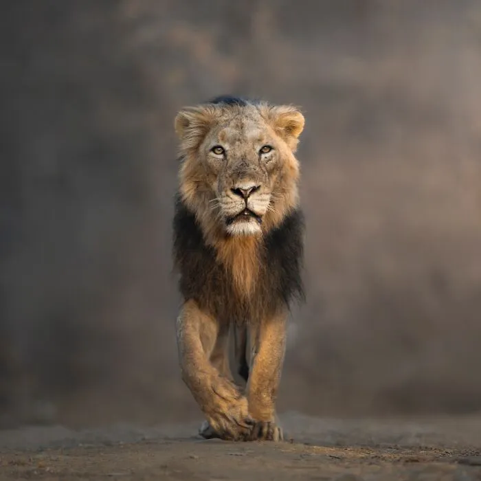 50 Breathtaking Animal Photos By Marcello Galleano