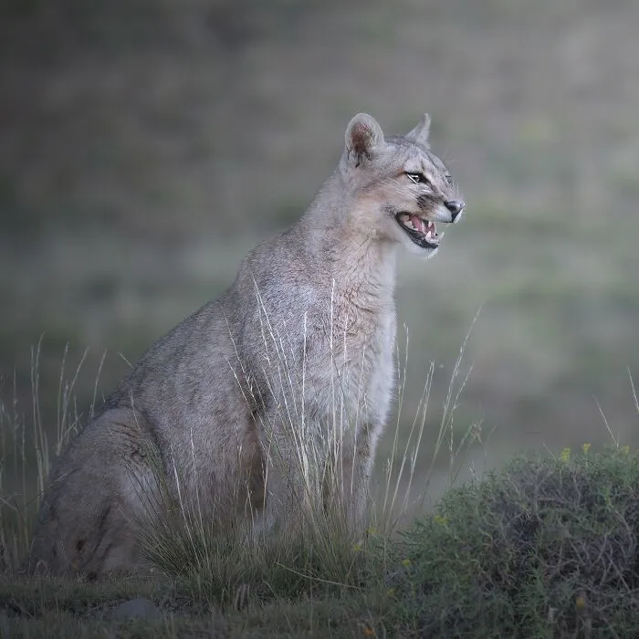Mountain lion sitting in grassy wildlife habitat captured by a photographer traveling the world for stunning wildlife shots