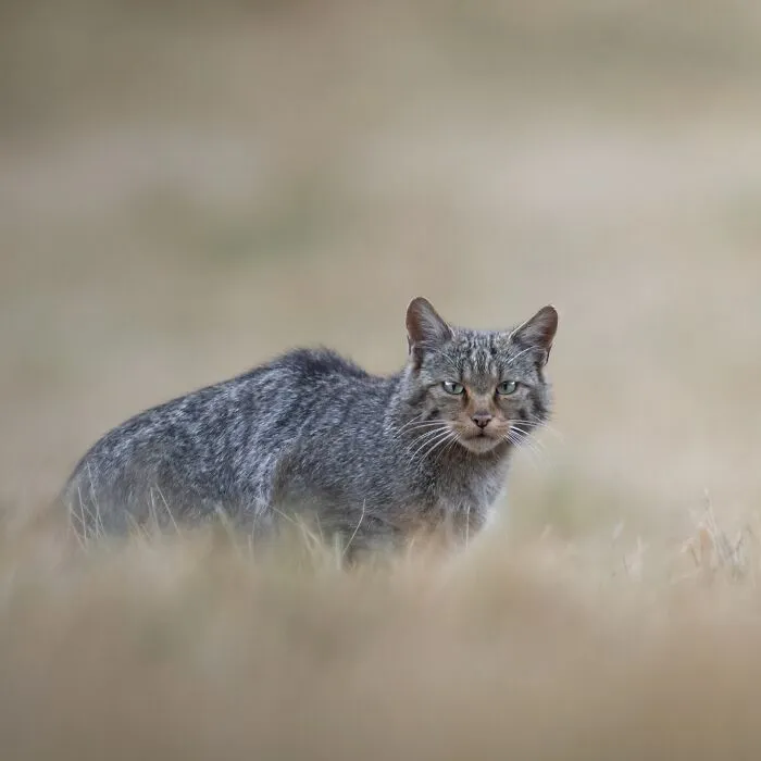 50 Breathtaking Animal Photos By Marcello Galleano