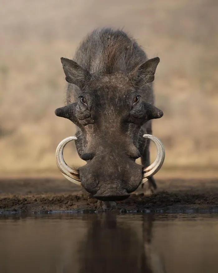 50 Breathtaking Animal Photos By Marcello Galleano