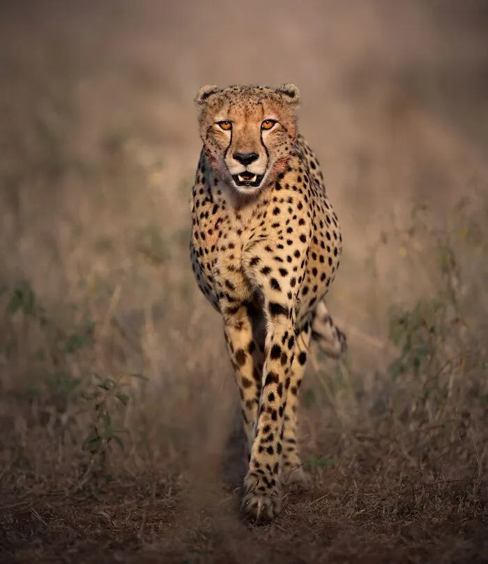 50 Breathtaking Animal Photos By Marcello Galleano