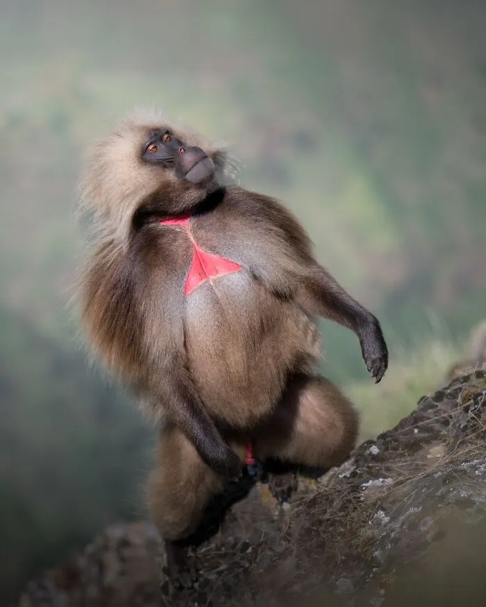 50 Breathtaking Animal Photos By Marcello Galleano
