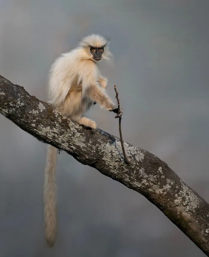 50 Breathtaking Animal Photos By Marcello Galleano