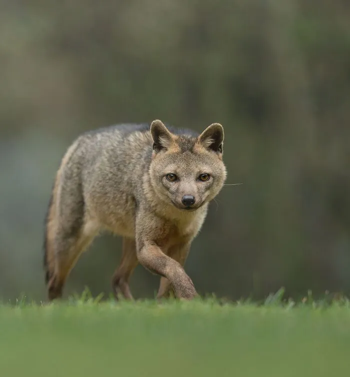Wildlife animal cautiously walking on grass captured by photographer traveling around the world for stunning wildlife shots