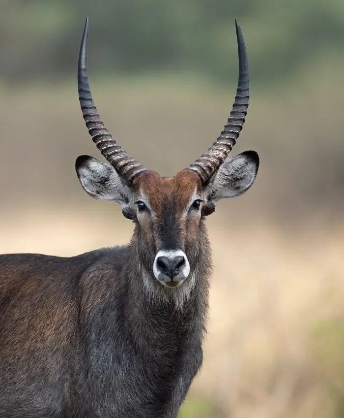 50 Breathtaking Animal Photos By Marcello Galleano