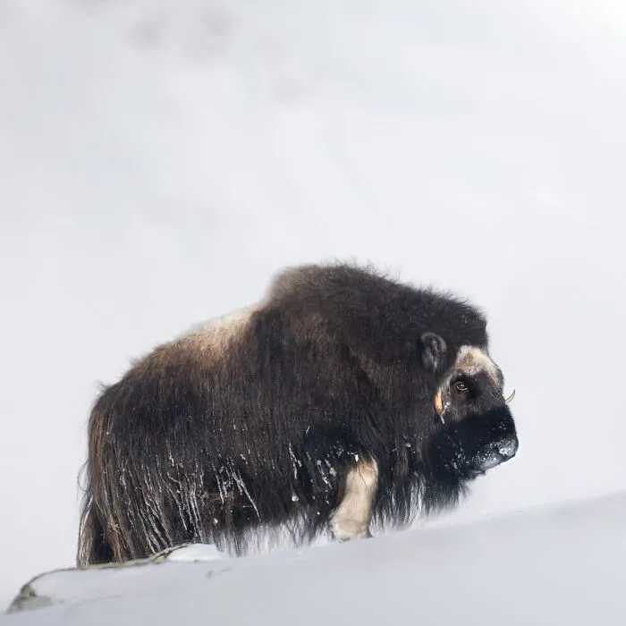 50 Breathtaking Animal Photos By Marcello Galleano