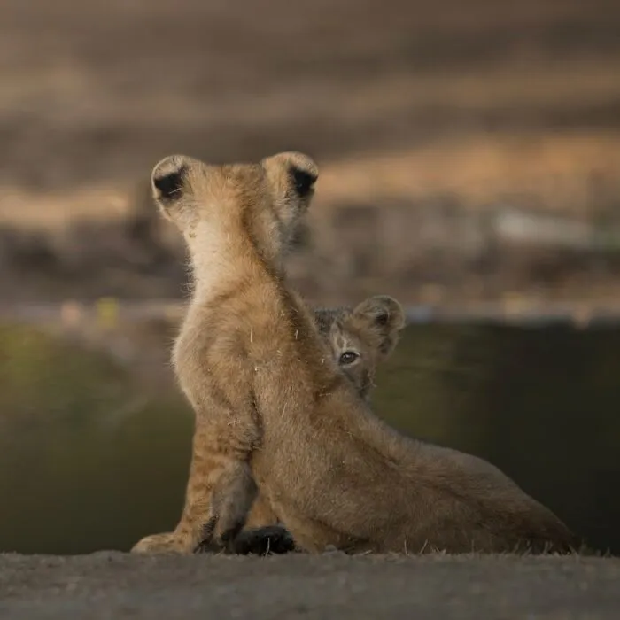 50 Breathtaking Animal Photos By Marcello Galleano