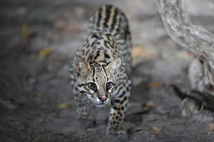 Wild cat with striking markings walking on forest floor in a stunning wildlife photograph by a traveling photographer.
