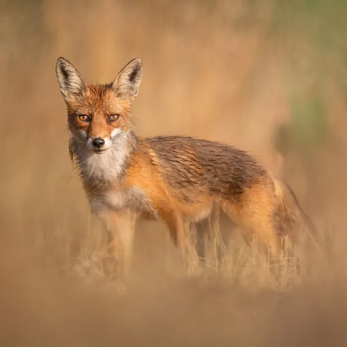 Red fox standing alert in tall grass captured in a stunning wildlife photo showcasing nature's beauty.