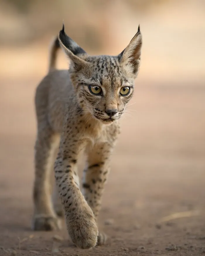 50 Breathtaking Animal Photos By Marcello Galleano