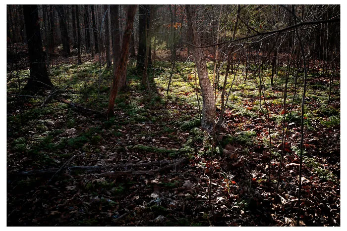 A Walk In The Woods By Benita Mayo