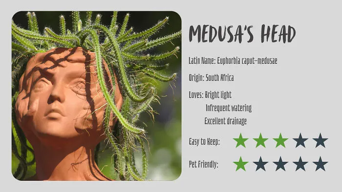 Medusa’s Head (Euphorbia Caput-Medusae)