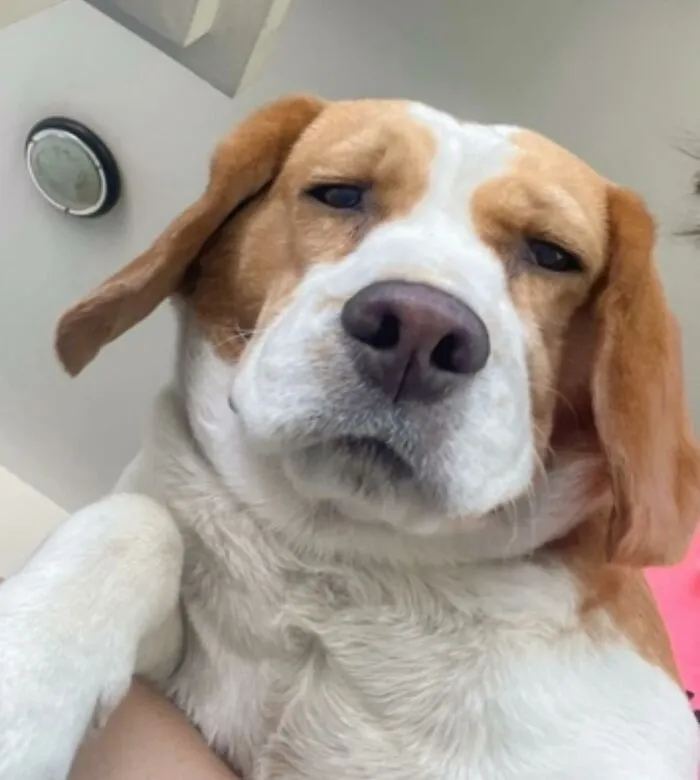 This Beagle Has Hilariously Human Expressions, And Here Are 50 Of The Best Ones
