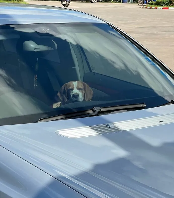 This Beagle Has Hilariously Human Expressions, And Here Are 50 Of The Best Ones