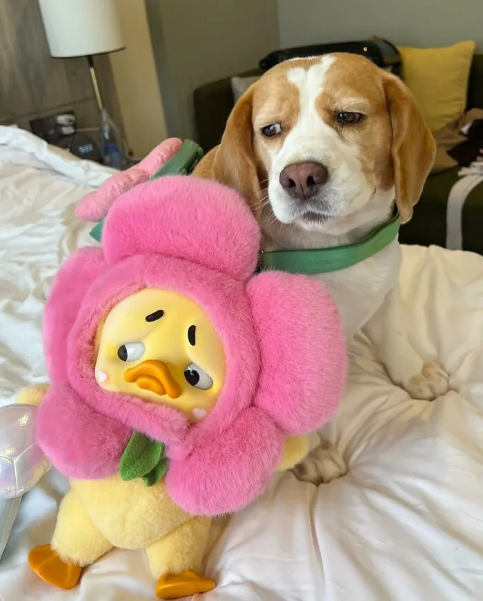 This Beagle Has Hilariously Human Expressions, And Here Are 50 Of The Best Ones