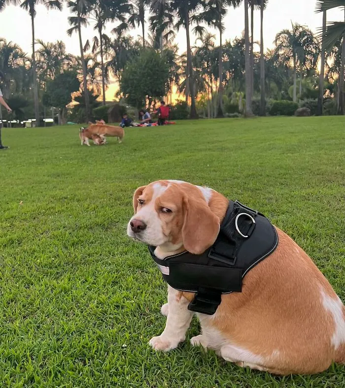 This Beagle Has Hilariously Human Expressions, And Here Are 50 Of The Best Ones