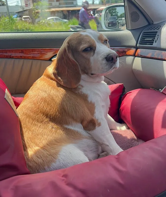 This Beagle Has Hilariously Human Expressions, And Here Are 50 Of The Best Ones