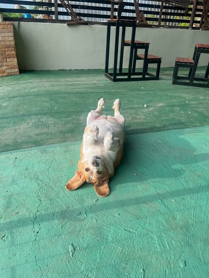 This Beagle Has Hilariously Human Expressions, And Here Are 50 Of The Best Ones