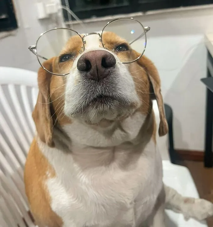 This Beagle Has Hilariously Human Expressions, And Here Are 50 Of The Best Ones