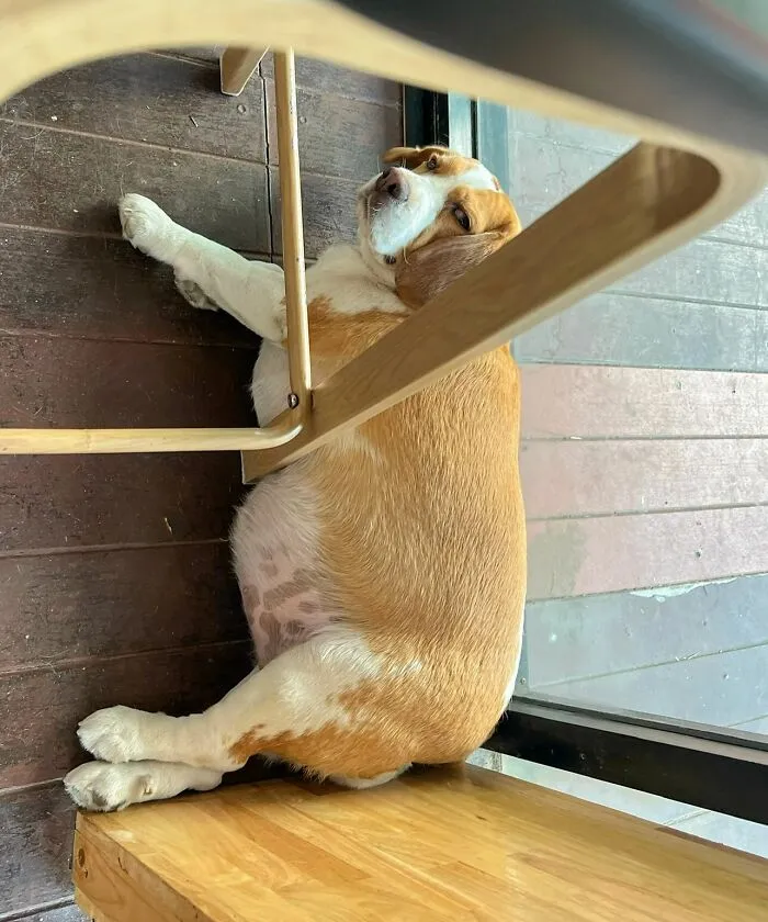 This Beagle Has Hilariously Human Expressions, And Here Are 50 Of The Best Ones