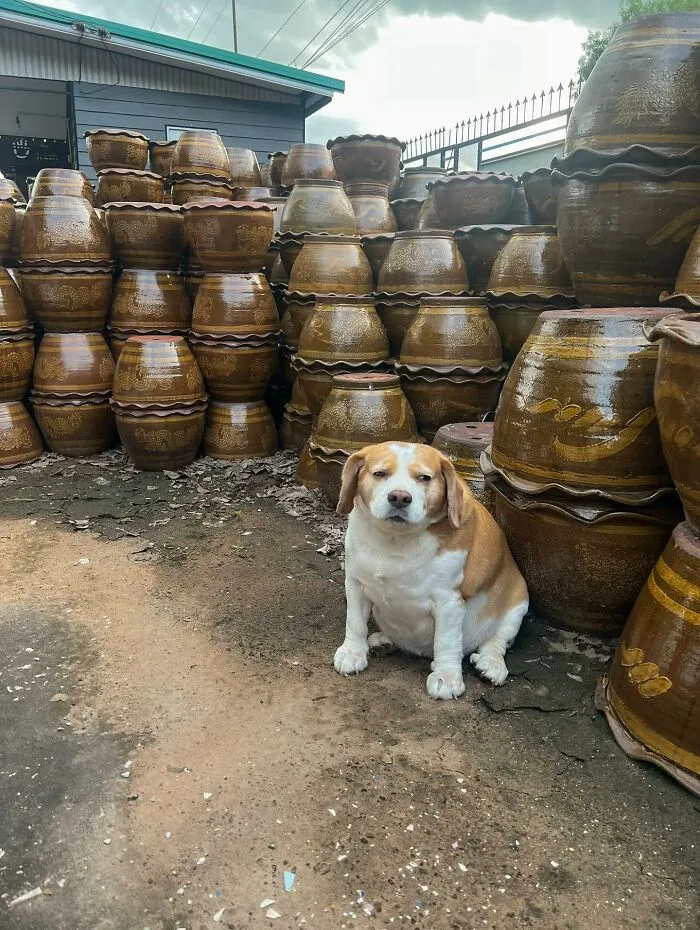 This Beagle Has Hilariously Human Expressions, And Here Are 50 Of The Best Ones