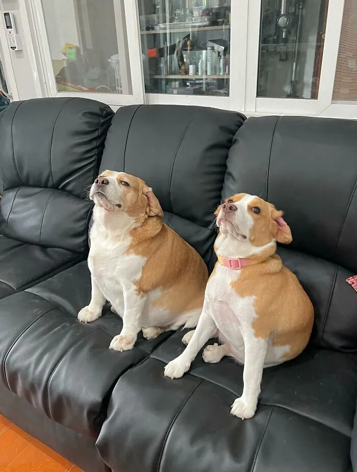 This Beagle Has Hilariously Human Expressions, And Here Are 50 Of The Best Ones