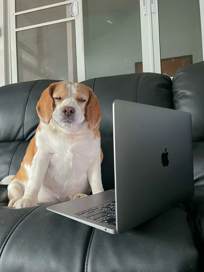 This Beagle Has Hilariously Human Expressions, And Here Are 50 Of The Best Ones