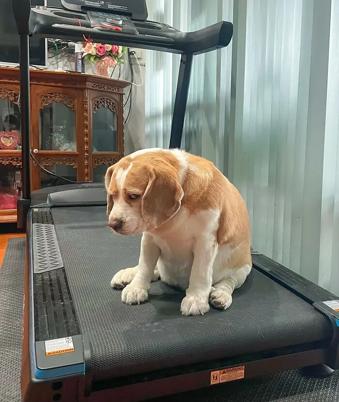 This Beagle Has Hilariously Human Expressions, And Here Are 50 Of The Best Ones