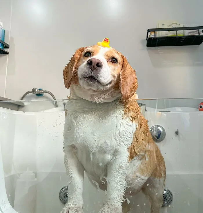 This Beagle Has Hilariously Human Expressions, And Here Are 50 Of The Best Ones