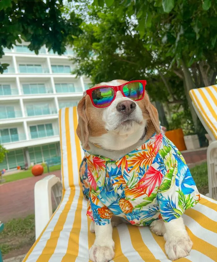 This Beagle Has Hilariously Human Expressions, And Here Are 50 Of The Best Ones