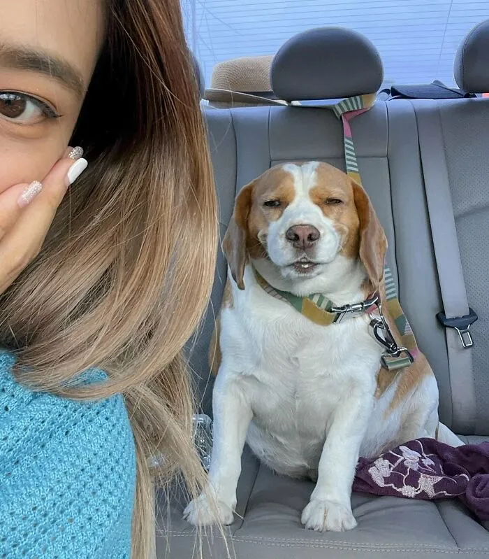 This Beagle Has Hilariously Human Expressions, And Here Are 50 Of The Best Ones
