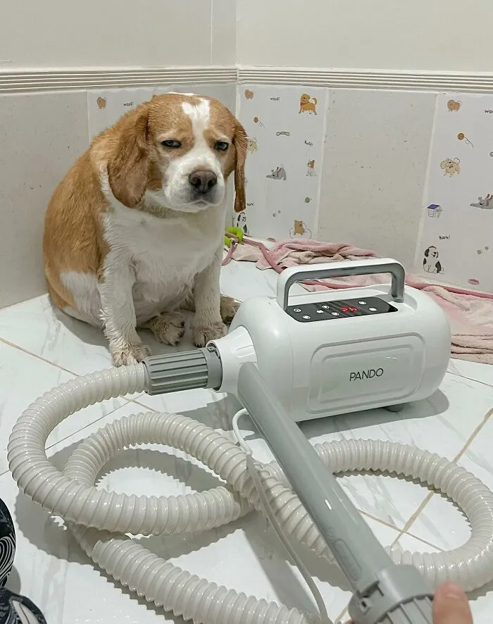 This Beagle Has Hilariously Human Expressions, And Here Are 50 Of The Best Ones