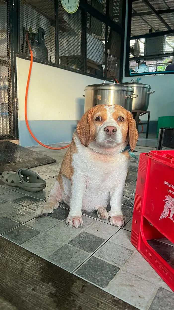 This Beagle Has Hilariously Human Expressions, And Here Are 50 Of The Best Ones