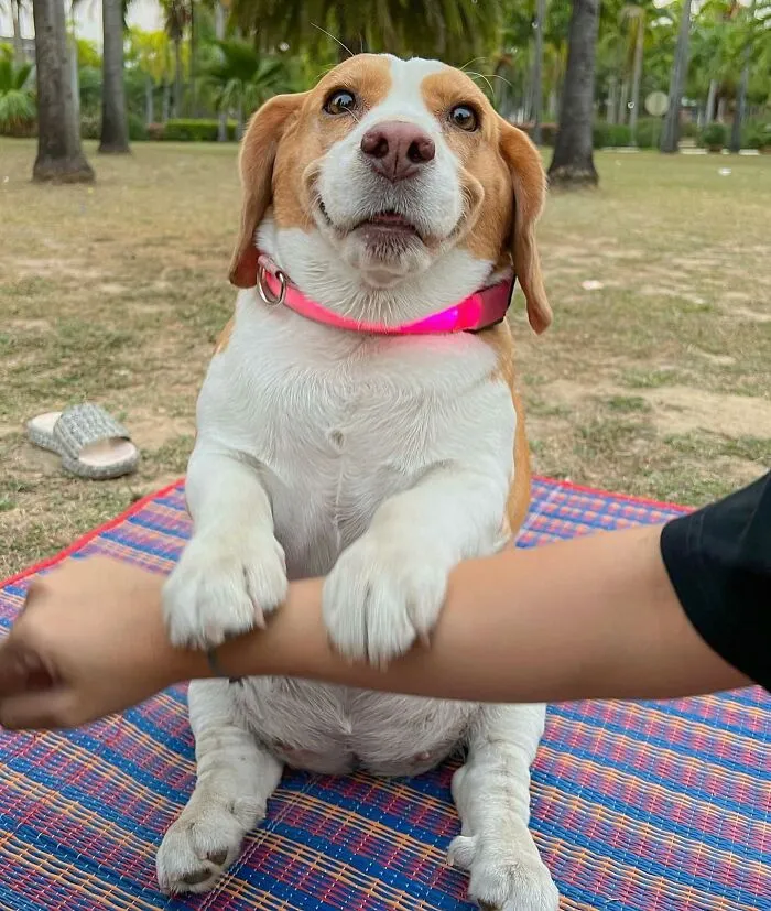 This Beagle Has Hilariously Human Expressions, And Here Are 50 Of The Best Ones
