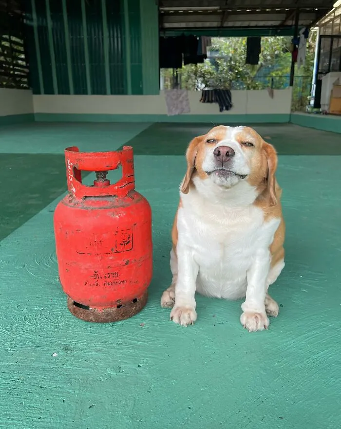 This Beagle Has Hilariously Human Expressions, And Here Are 50 Of The Best Ones