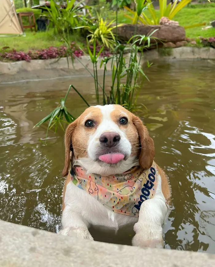 This Beagle Has Hilariously Human Expressions, And Here Are 50 Of The Best Ones