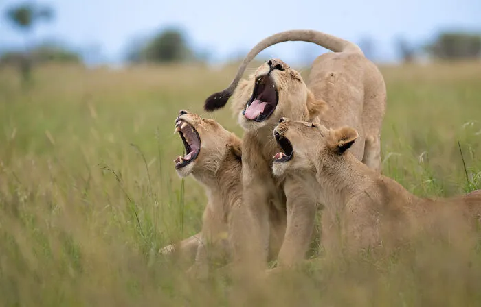 Meline Ellwanger, "The Choir"