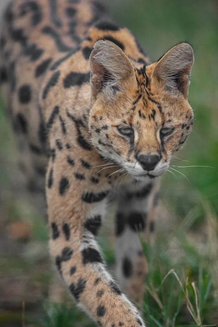 I Photograph Wild Animals, Here Are 36 Of My Favorite Ones